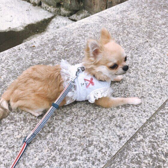 どうして 拒否犬 になるの 犬が散歩中に歩かなくなる理由と対処法 いぬのきもちweb Magazine